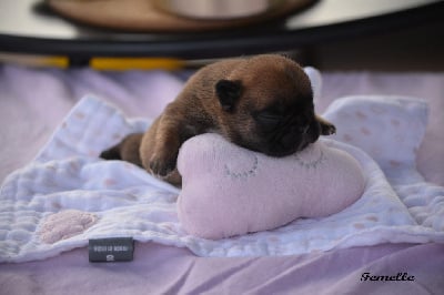 Les chiots de Bouledogue français