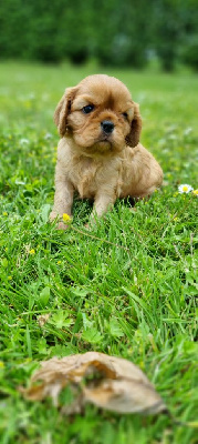 Les chiots de Cavalier King Charles Spaniel