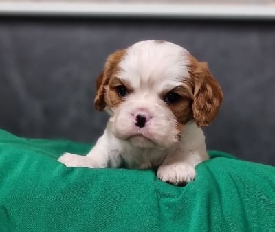 Les chiots de Cavalier King Charles Spaniel