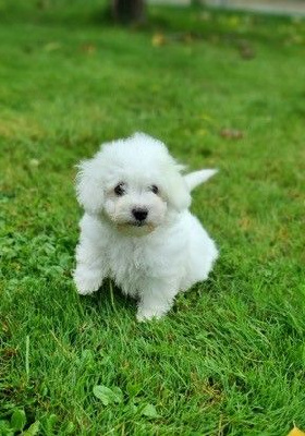 Les chiots de Bichon Frise