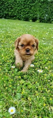 Les chiots de Cavalier King Charles Spaniel