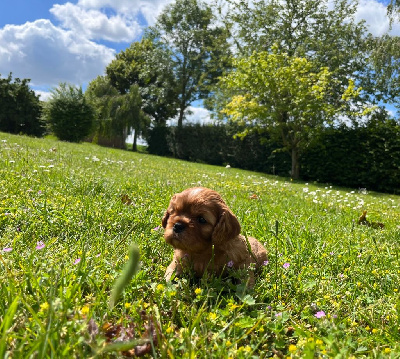 Les chiots de Cavalier King Charles Spaniel