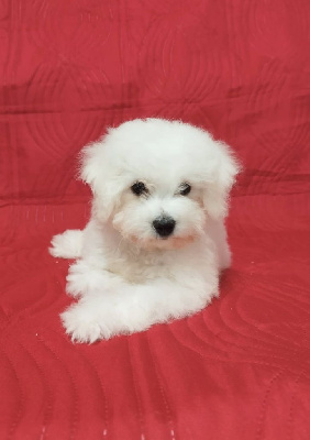 Les chiots de Bichon Frise