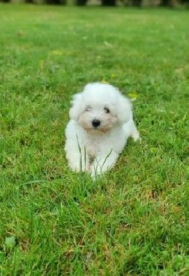 Les chiots de Bichon Frise