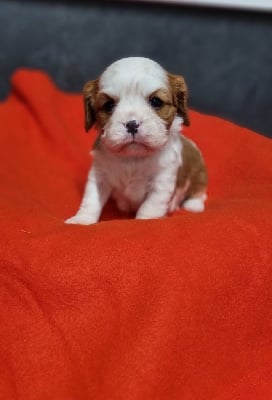 Les chiots de Cavalier King Charles Spaniel