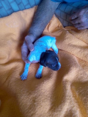 Les chiots de Braque français, type Pyrenees (petite taille)