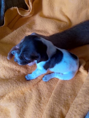 Les chiots de Braque français, type Pyrenees (petite taille)