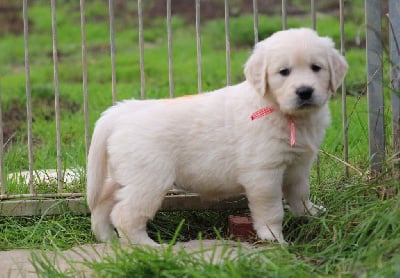 Les chiots de Golden Retriever