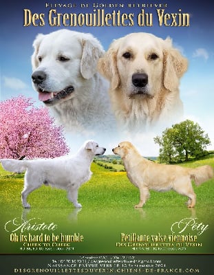 Les chiots de Golden Retriever