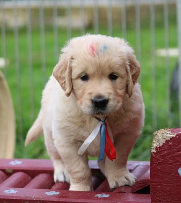 Les chiots de Golden Retriever