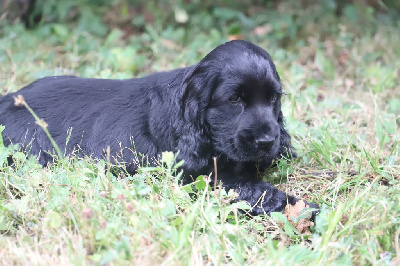 Les chiots de Cocker Spaniel Anglais