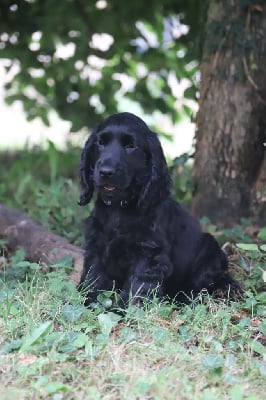 Les chiots de Cocker Spaniel Anglais