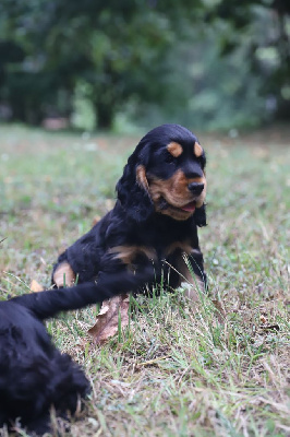 Les chiots de Cocker Spaniel Anglais