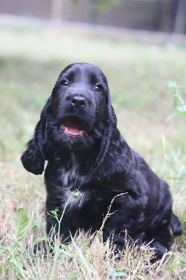 Les chiots de Cocker Spaniel Anglais