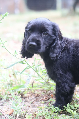 Les chiots de Cocker Spaniel Anglais