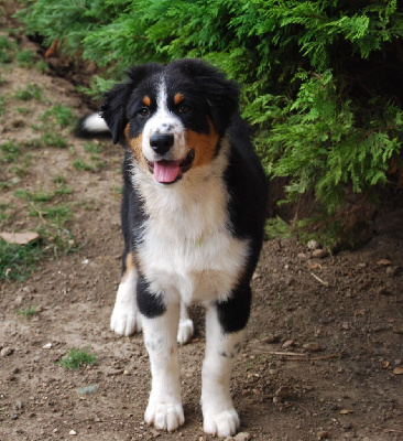 Les chiots de Berger Australien