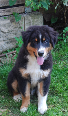 Les chiots de Berger Australien