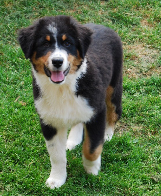 Les chiots de Berger Australien