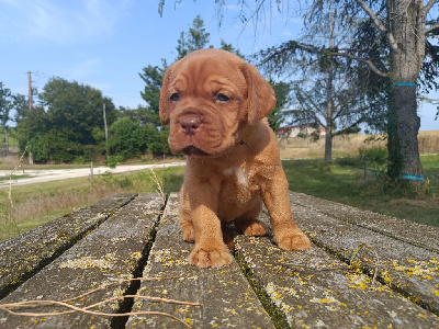 Les chiots de Dogue de Bordeaux