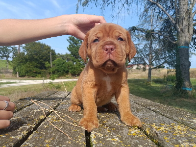 Les chiots de Dogue de Bordeaux