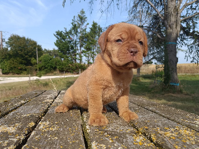 Les chiots de Dogue de Bordeaux