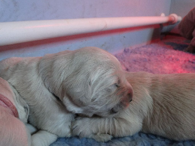 Les chiots de Golden Retriever