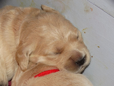 Les chiots de Golden Retriever