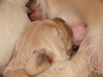 Les chiots de Golden Retriever