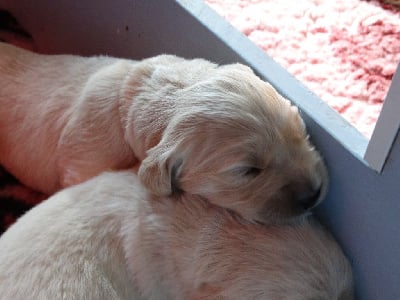 Les chiots de Golden Retriever