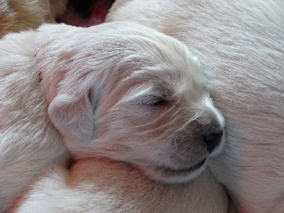 Les chiots de Golden Retriever