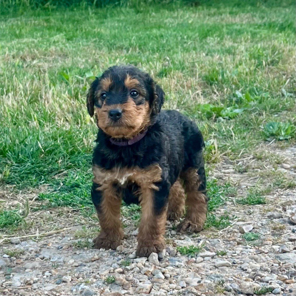 CHIOT 9 - Airedale Terrier