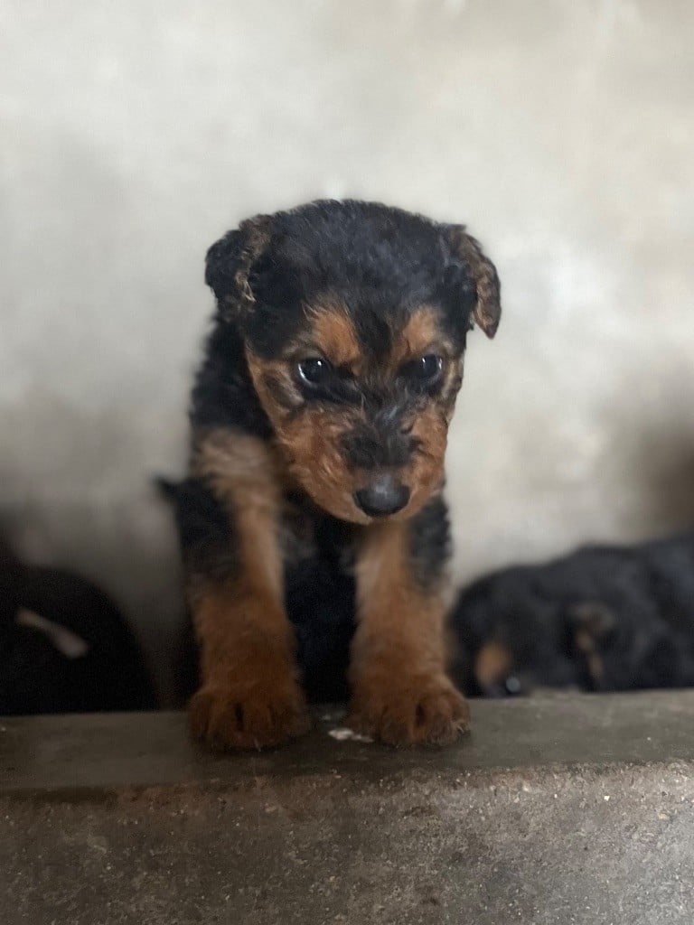 CHIOT 6 - Airedale Terrier