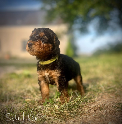 Les chiots de Airedale Terrier