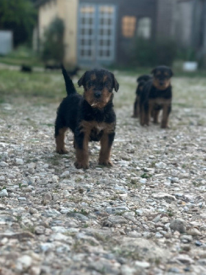 Les chiots de Airedale Terrier