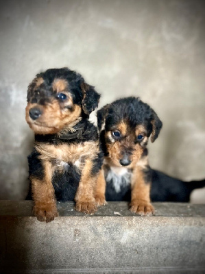 Les chiots de Airedale Terrier