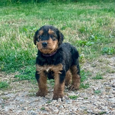 Les chiots de Airedale Terrier