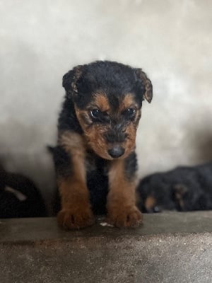 Les chiots de Airedale Terrier