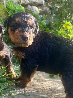 Les chiots de Airedale Terrier