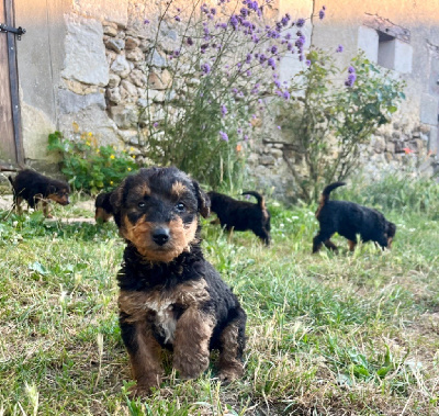 Les chiots de Airedale Terrier