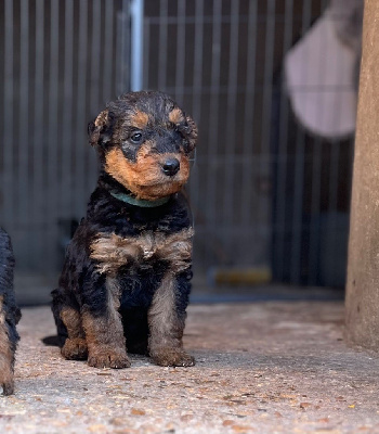 Les chiots de Airedale Terrier