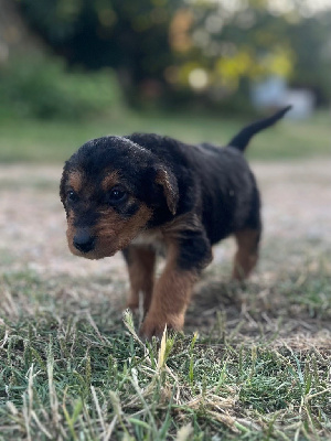 Les chiots de Airedale Terrier