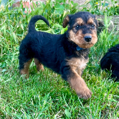 Les chiots de Airedale Terrier