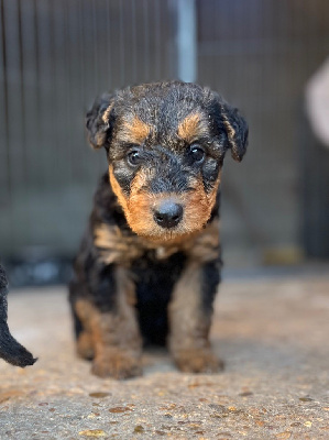 Les chiots de Airedale Terrier