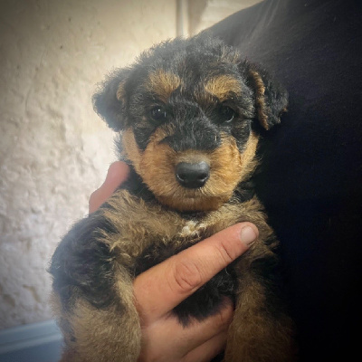 Les chiots de Airedale Terrier