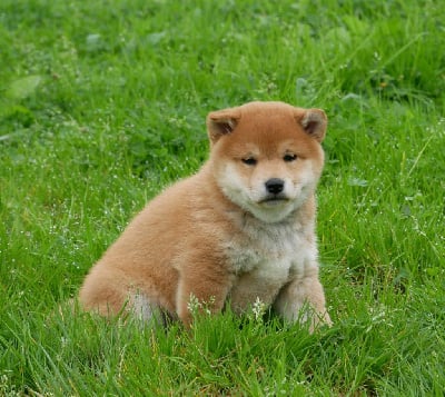 Les chiots de Shiba