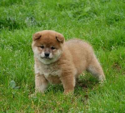 Les chiots de Shiba