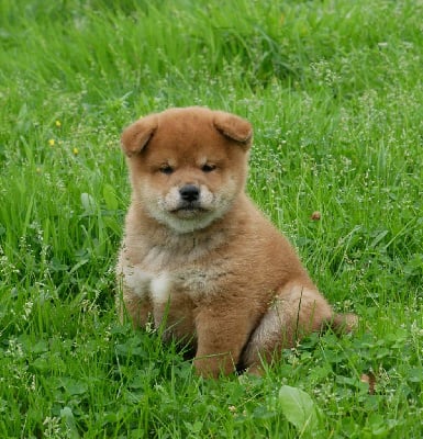 Les chiots de Shiba