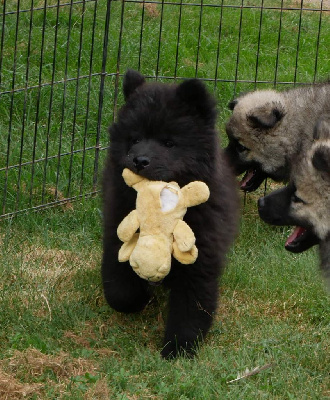 Les chiots de Eurasier