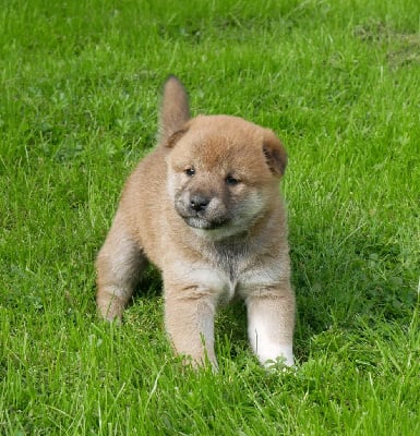 Les chiots de Shiba