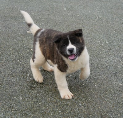 Les chiots de Akita americain